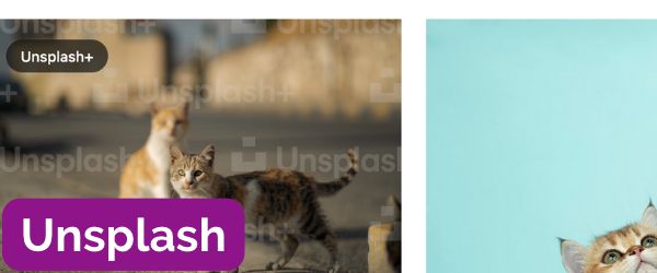 Screenshot of the Unsplash search results page with the text "Unsplash" over it.